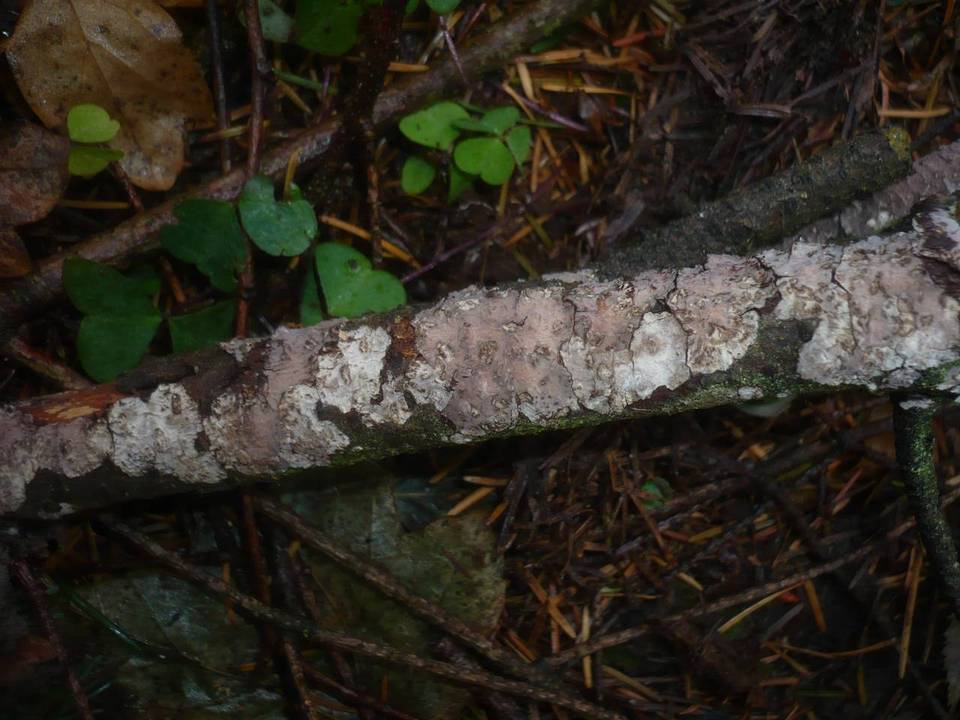 Peniophora piceae image