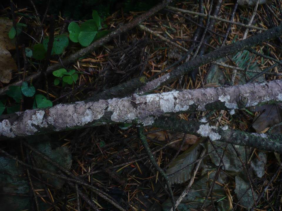 Peniophora piceae image