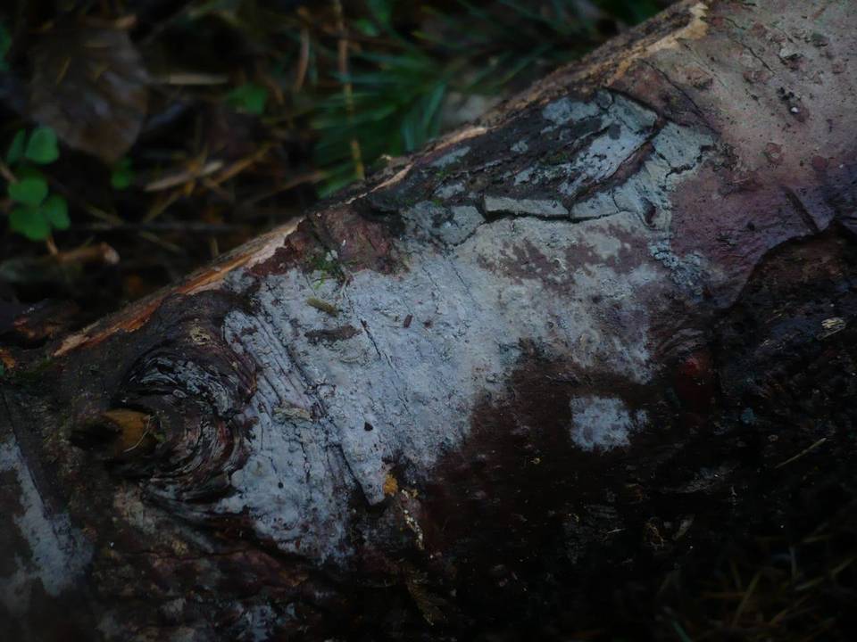 Pseudoxenasma verrucisporum image