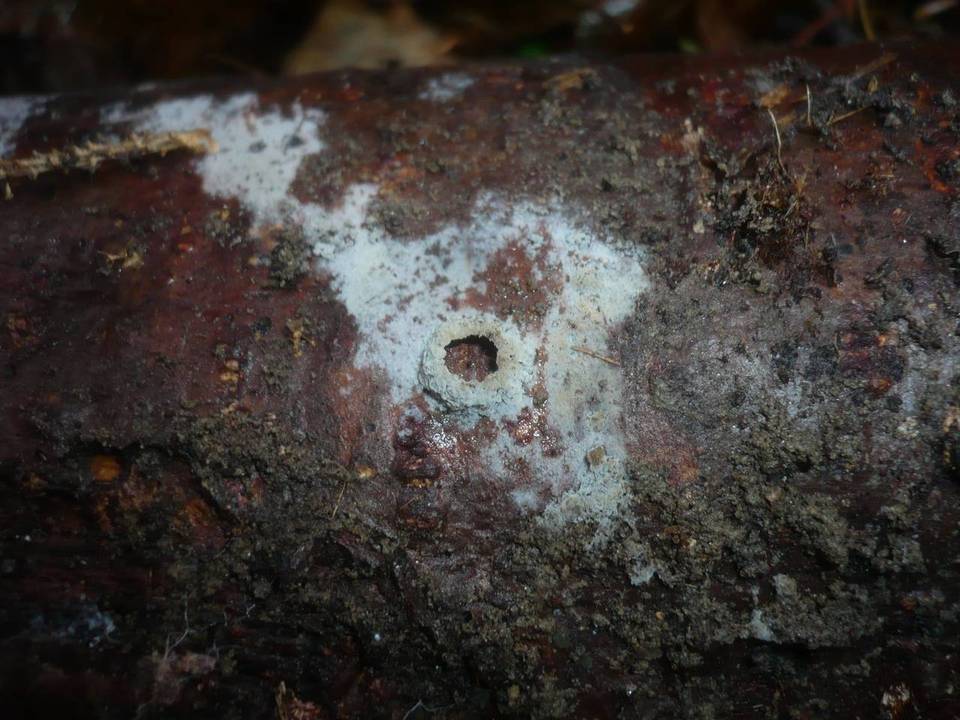 Pseudoxenasma verrucisporum image