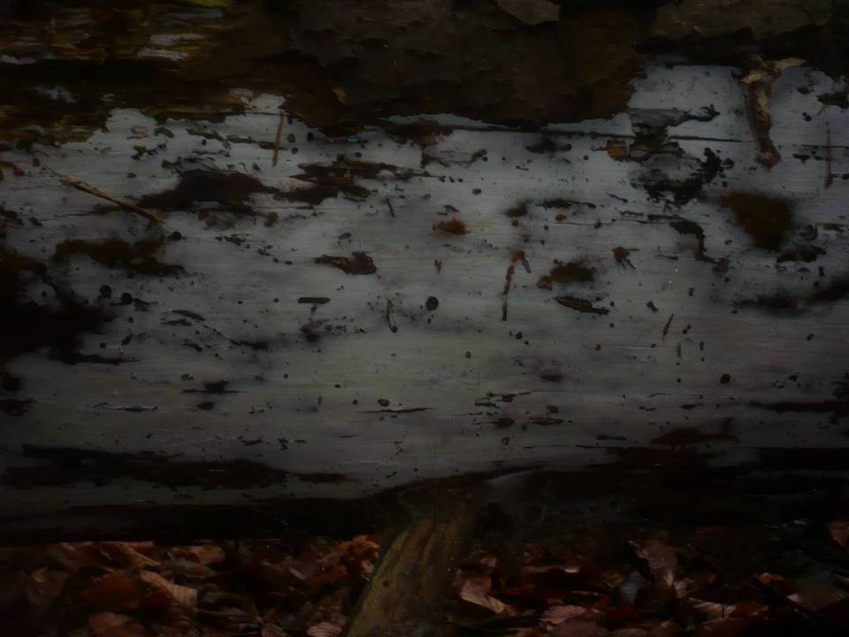 Sistotrema coroniferum image