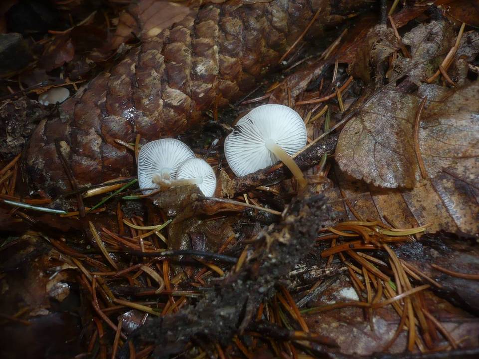 Strobilurus esculentus var. esculentus image