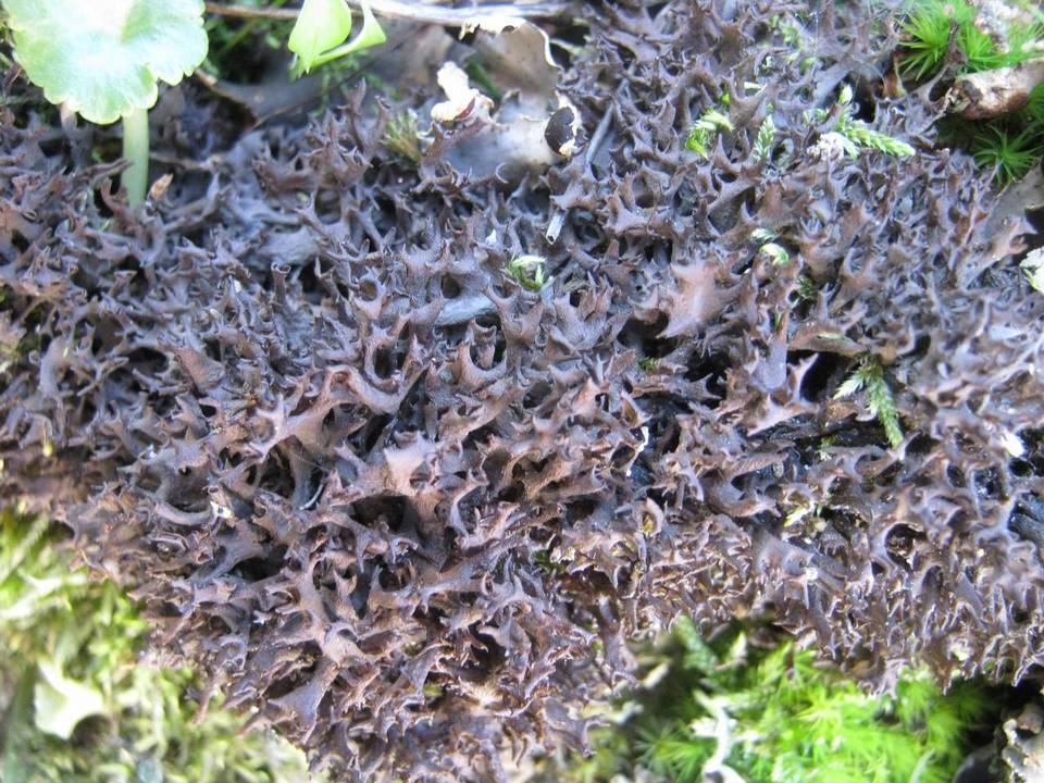 Leptogium palmatum image