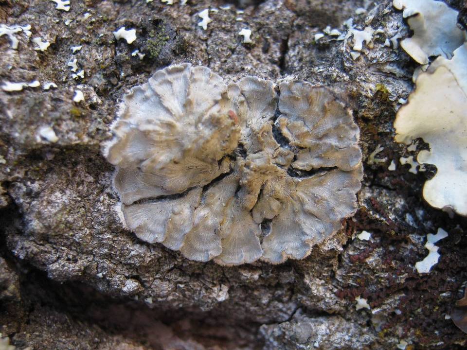 Degelia plumbea image