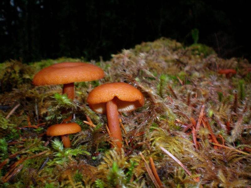 Lactarius luculentus image