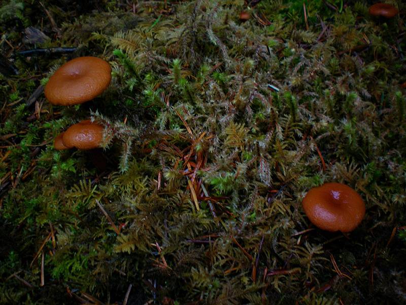 Lactarius luculentus image