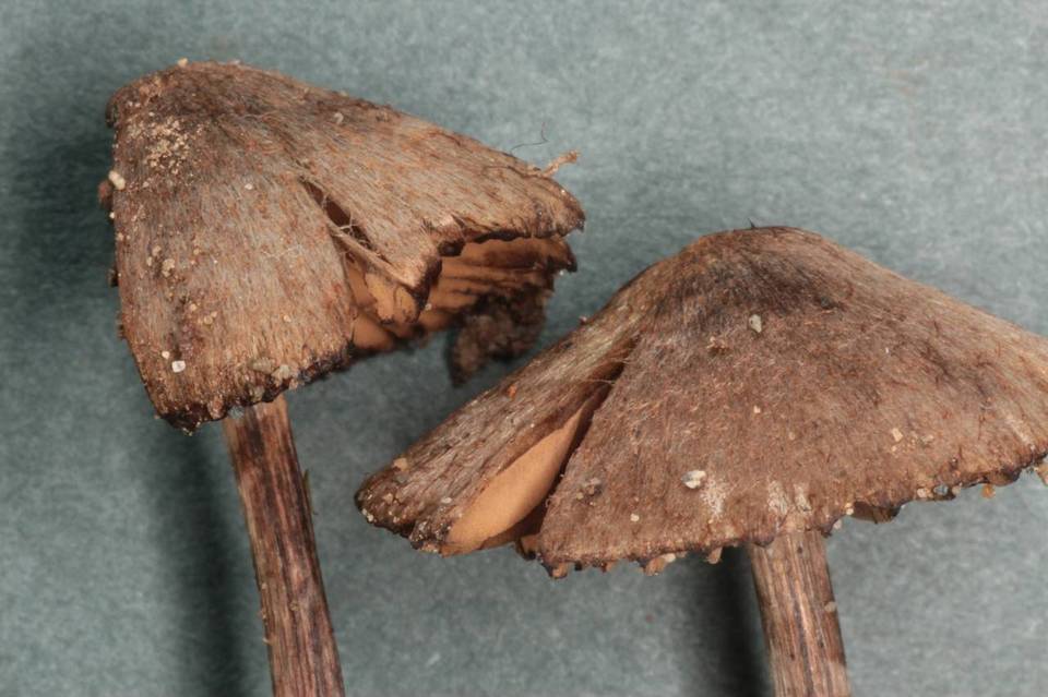 Entoloma araneosum image