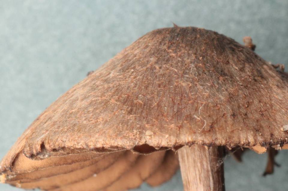 Entoloma araneosum image