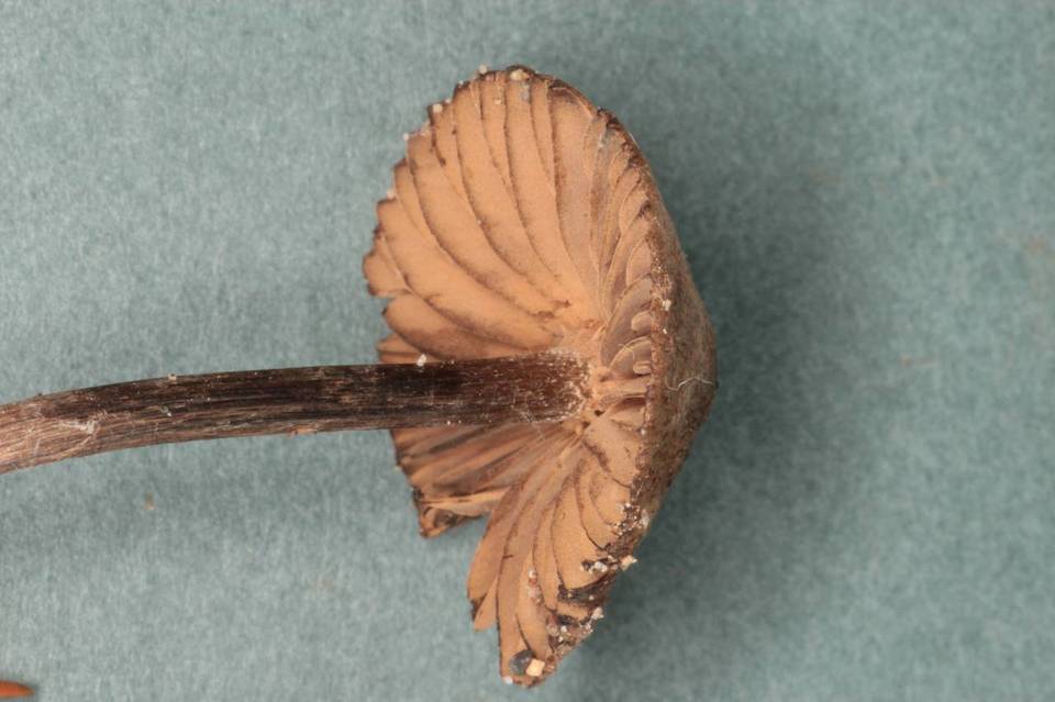 Entoloma araneosum image