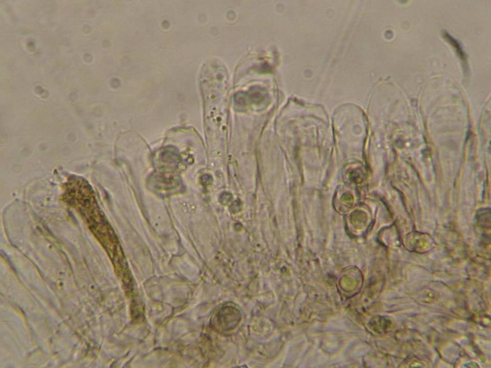 Entoloma araneosum image