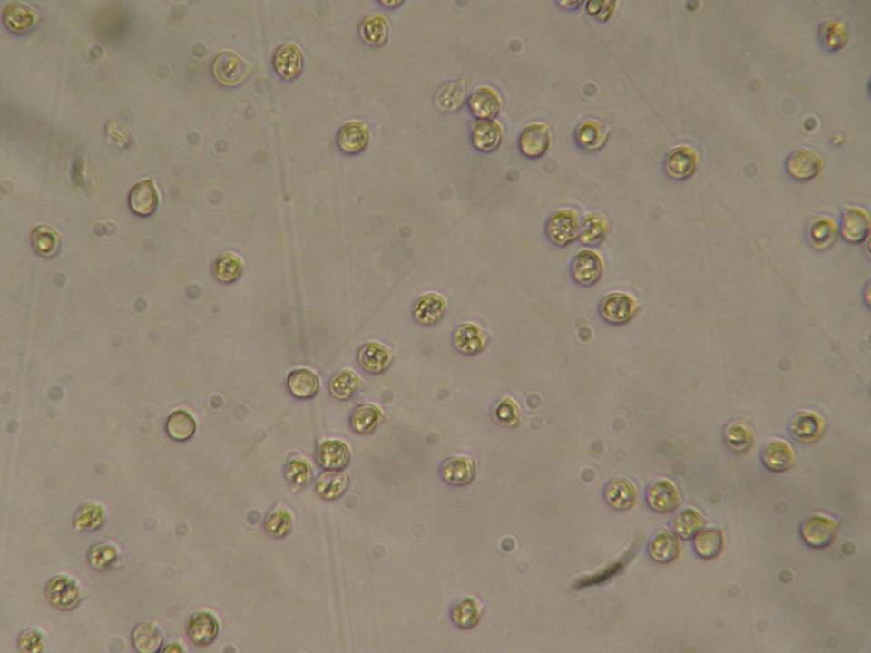 Entoloma araneosum image