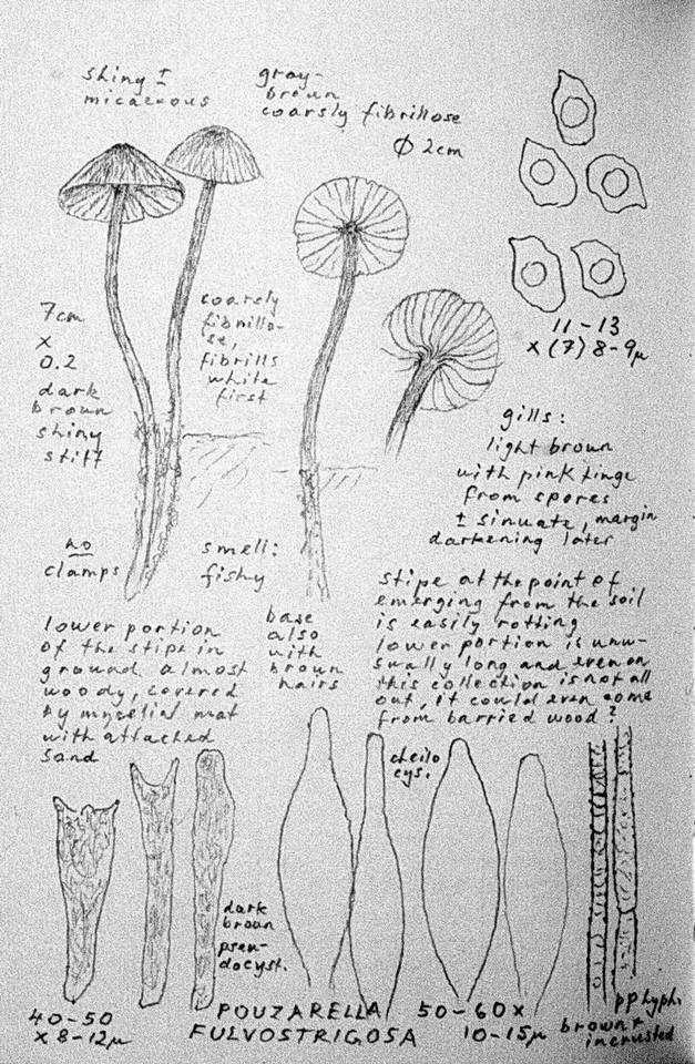 Entoloma araneosum image