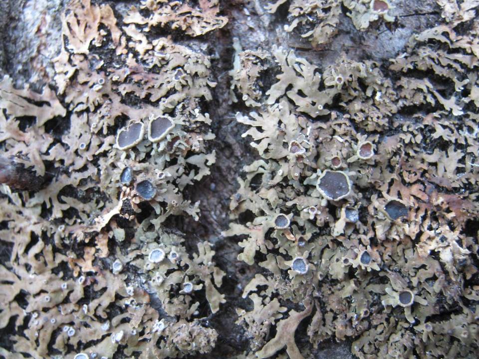 Physconia distorta image