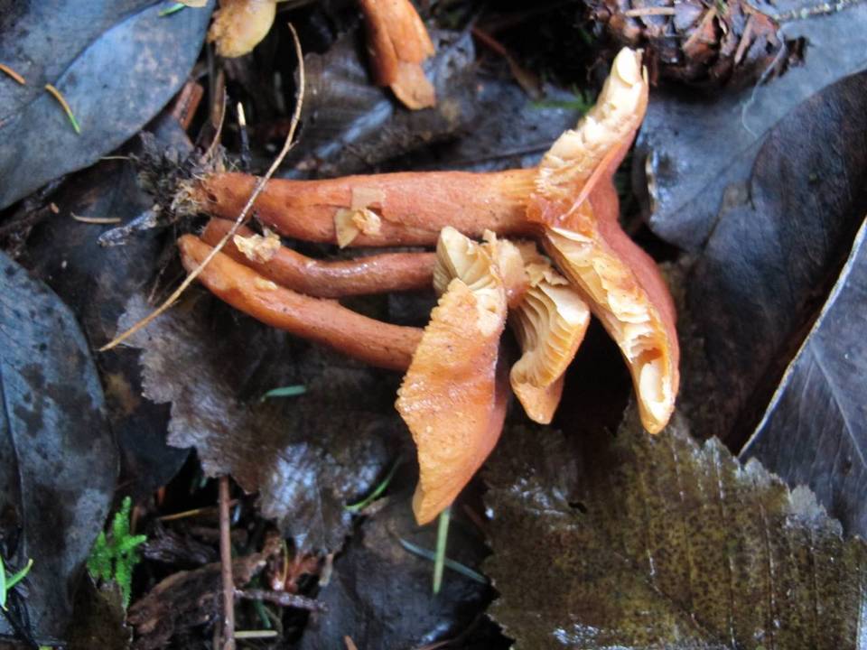 Lactarius subflammeus image