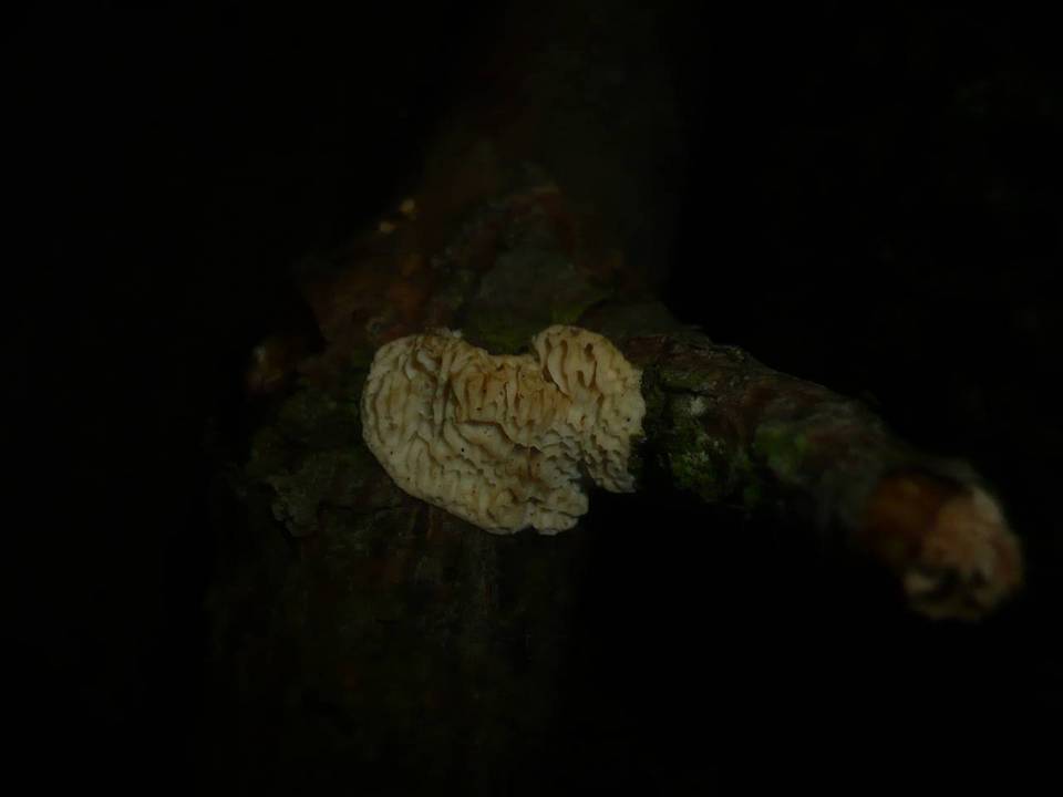 Antrodia ramentacea image