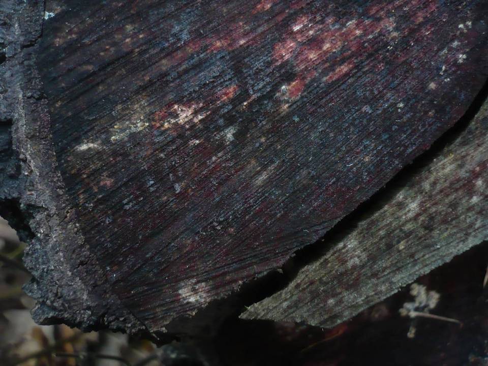 Murispora rubicunda image