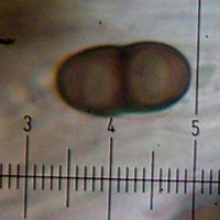 Rinodina grandilocularis image