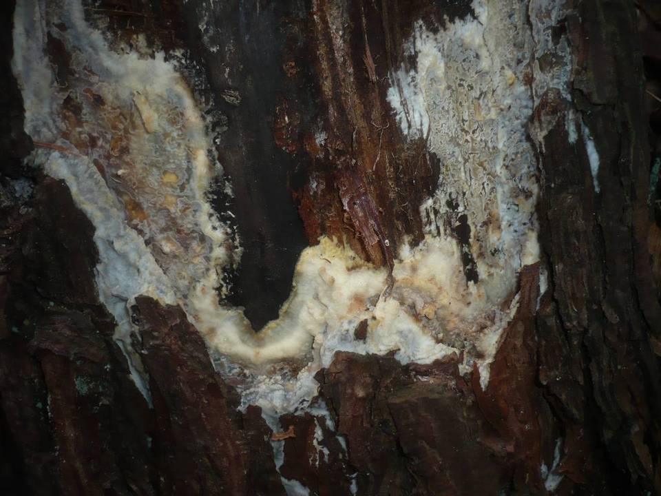 Phlebiopsis gigantea image