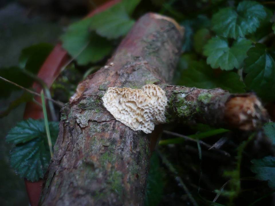 Antrodia ramentacea image