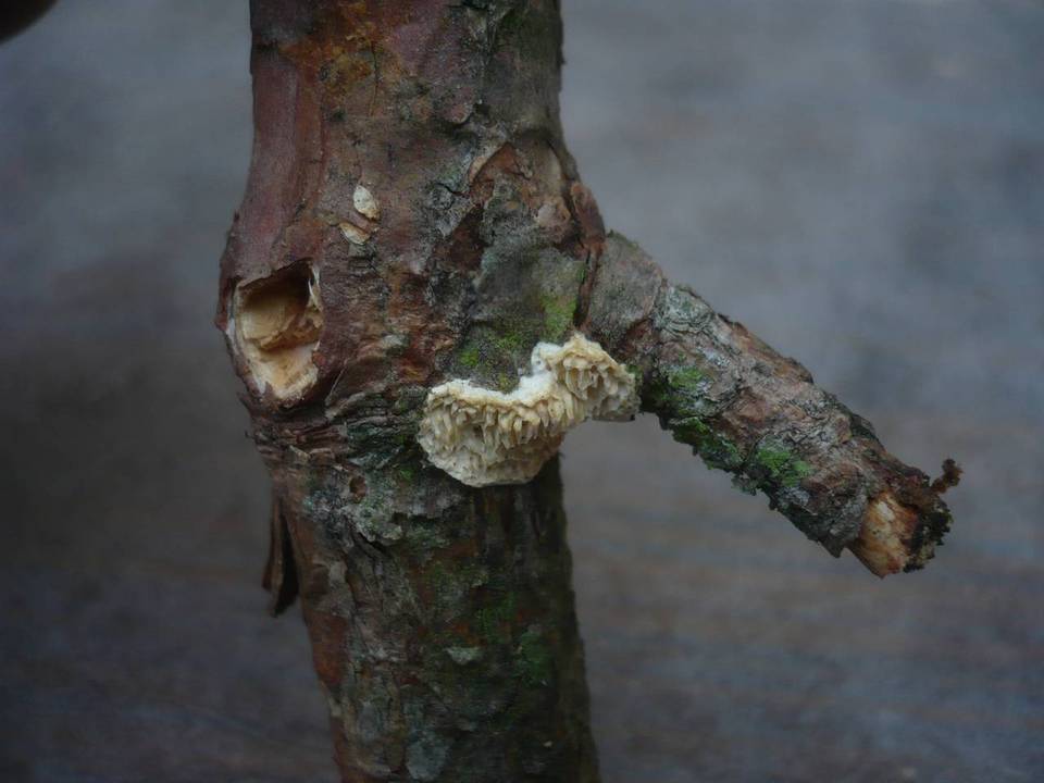 Antrodia ramentacea image