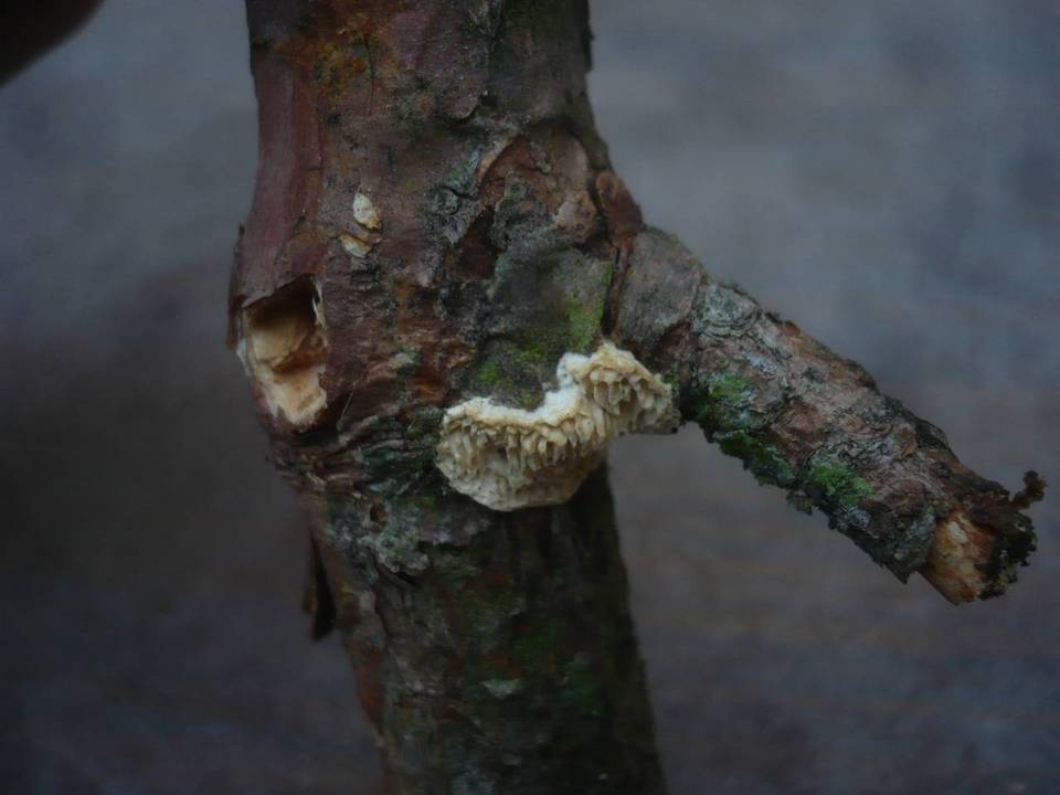 Antrodia ramentacea image