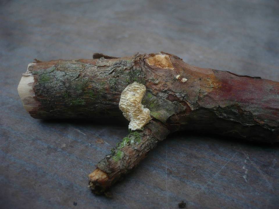 Antrodia ramentacea image