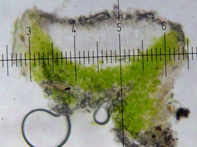Lecanora juniperina image