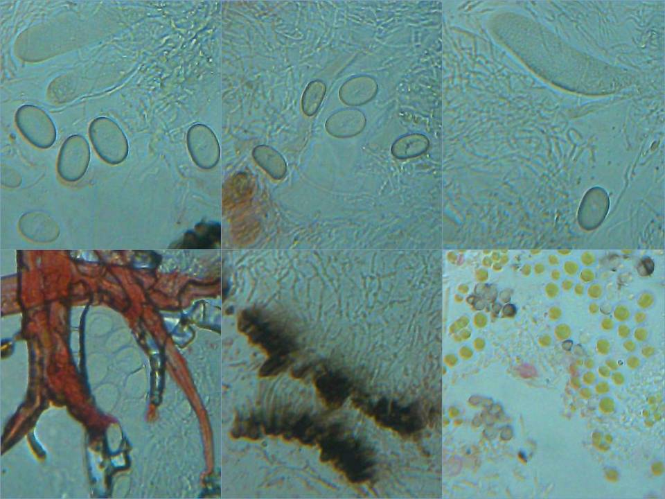 Umbilicaria crustulosa image