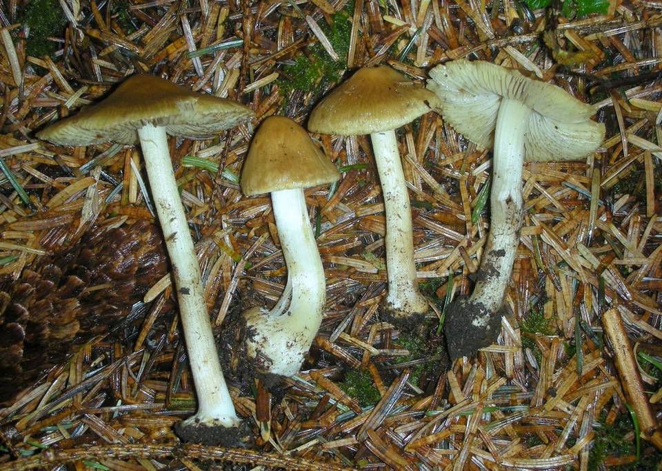 Inocybe xanthomelas image