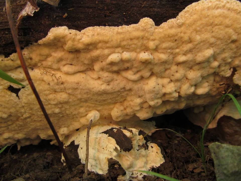 Oxyporus corticola image