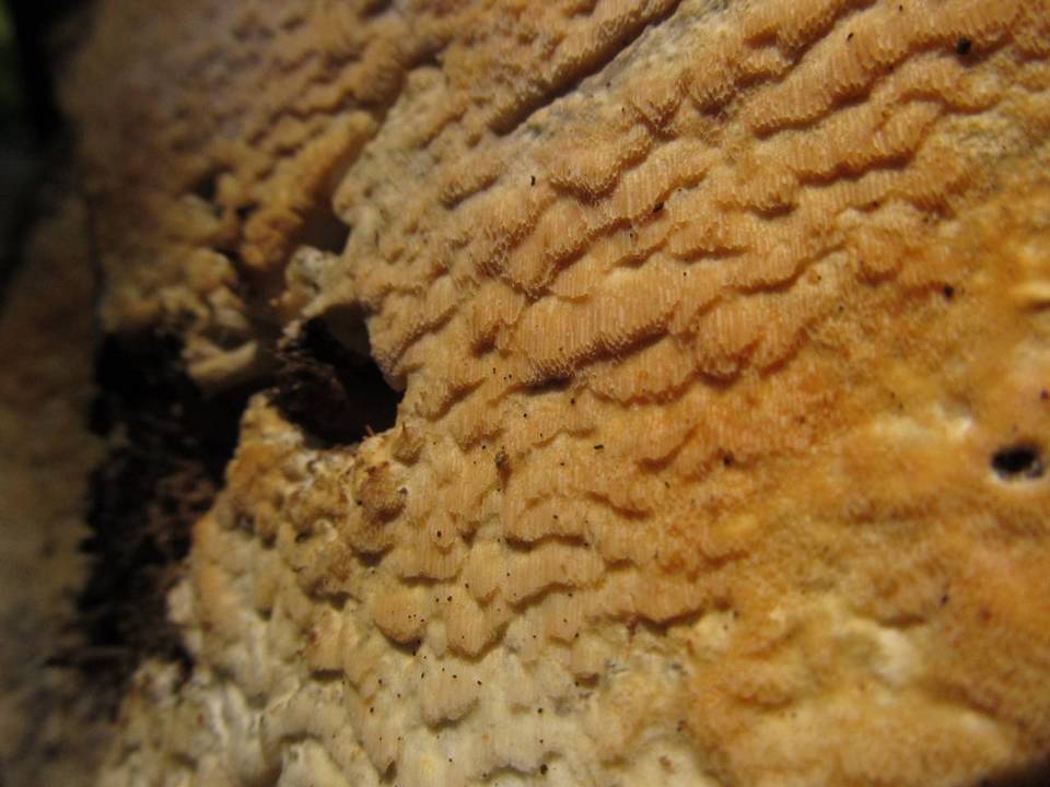 Oxyporus corticola image