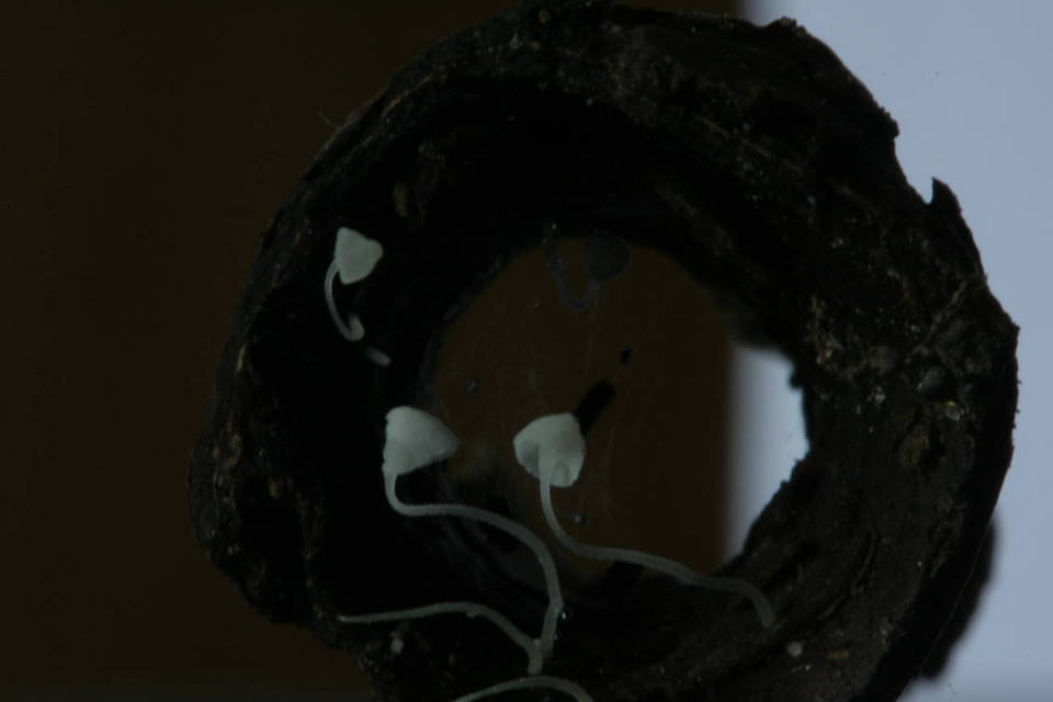 Mycena albicolor image