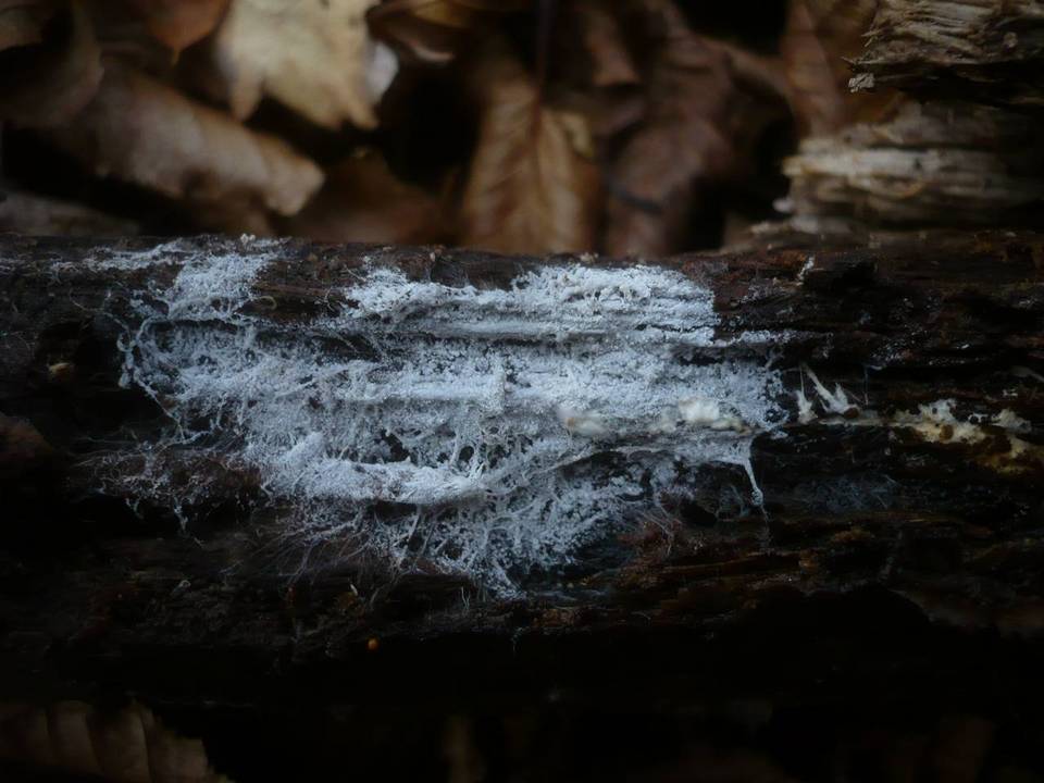 Athelia epiphylla image