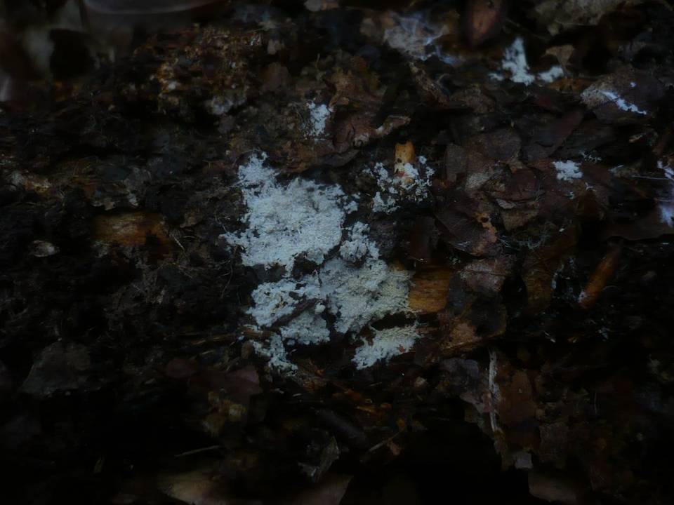 Cristinia image