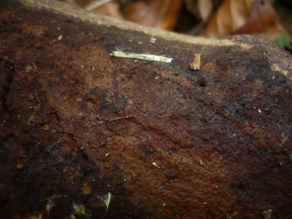 Hymenochaete subfuliginosa image