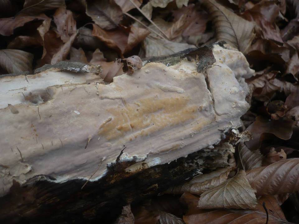 Scytinostroma portentosum image