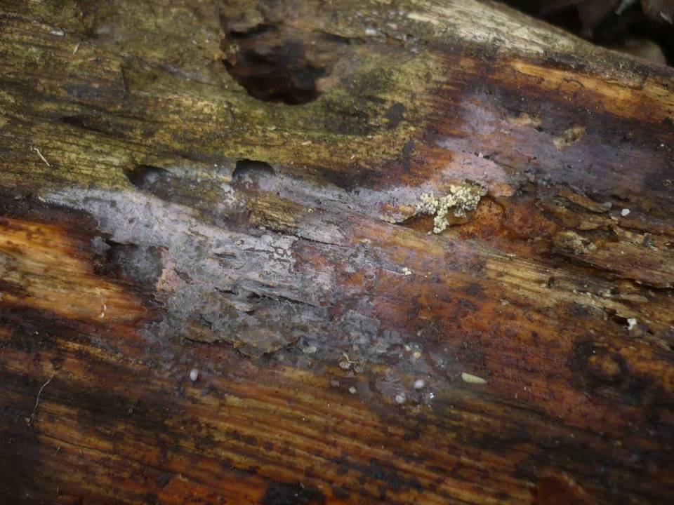 Tulasnella violea image