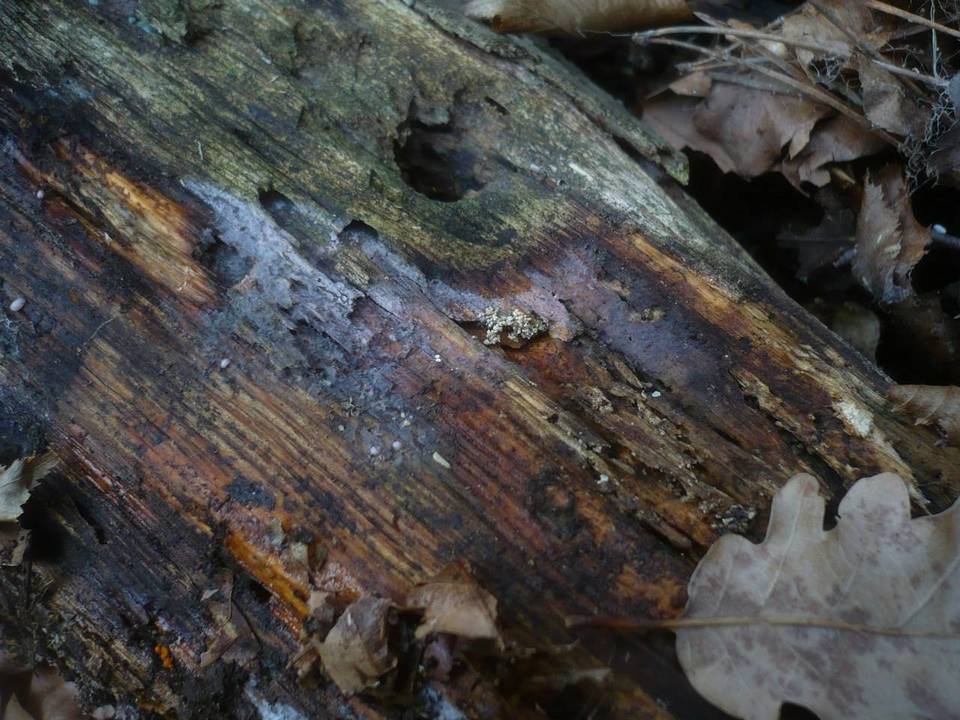 Tulasnella violea image