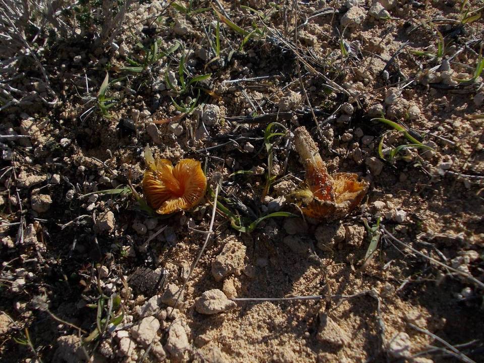 Hygrocybe foliirubens image