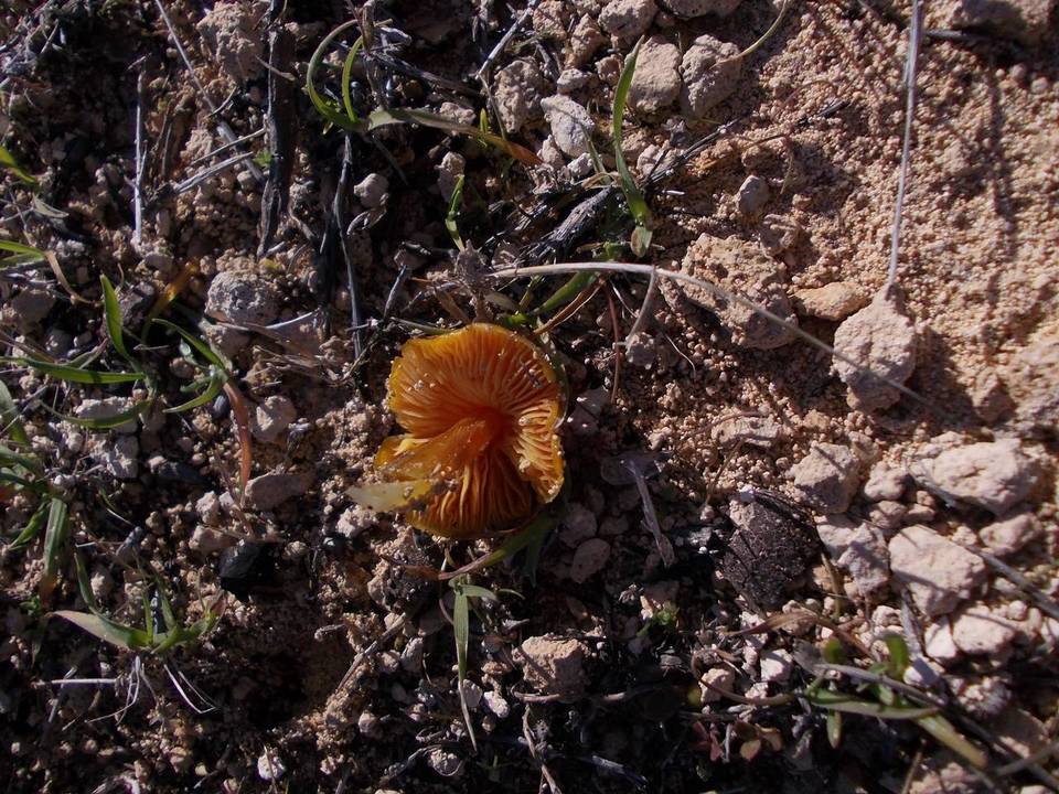 Hygrocybe foliirubens image