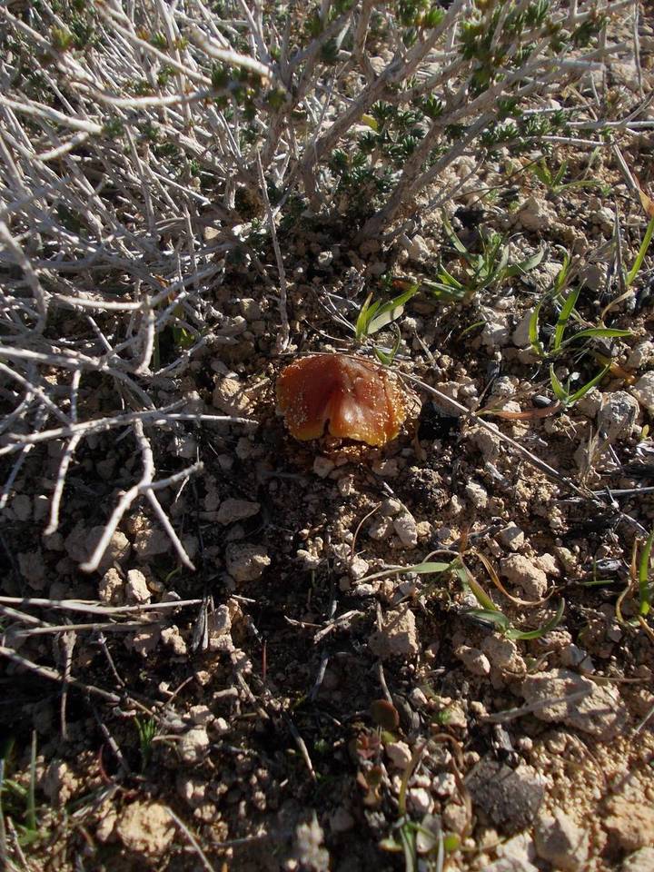 Hygrocybe foliirubens image