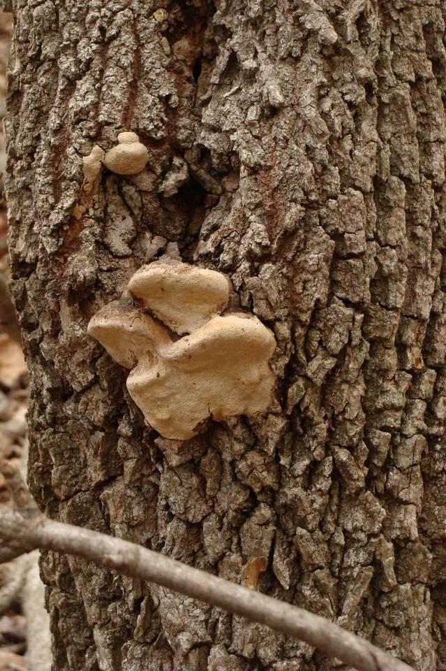 Perenniporia fraxinophila image