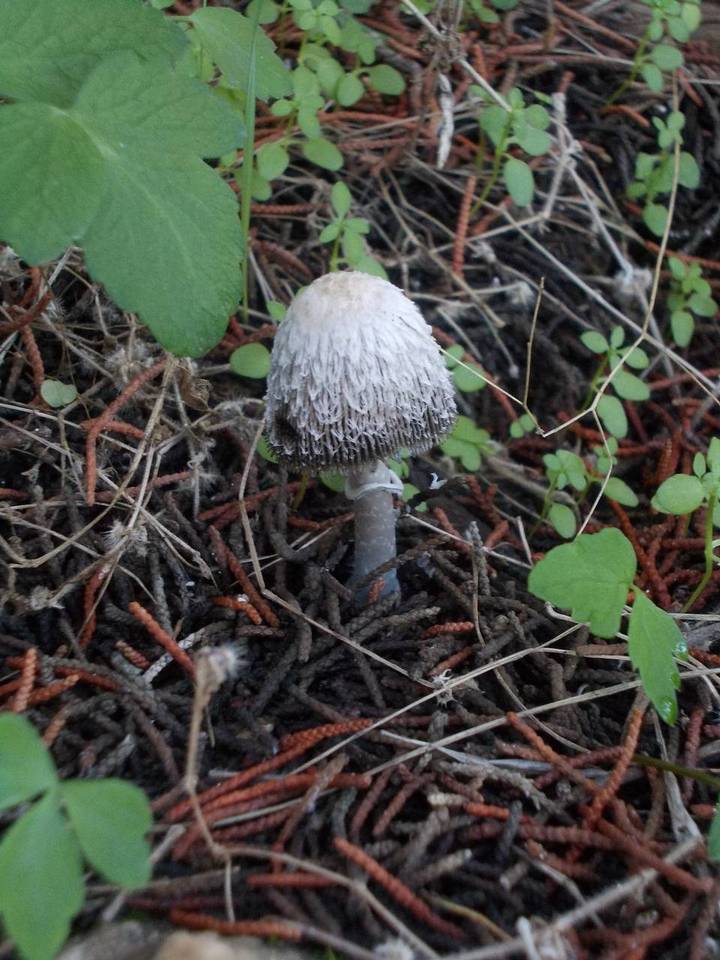 Coprinus spadiceisporus image