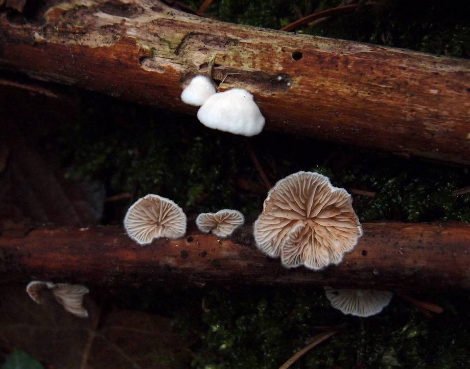 Crepidotus cesatii image