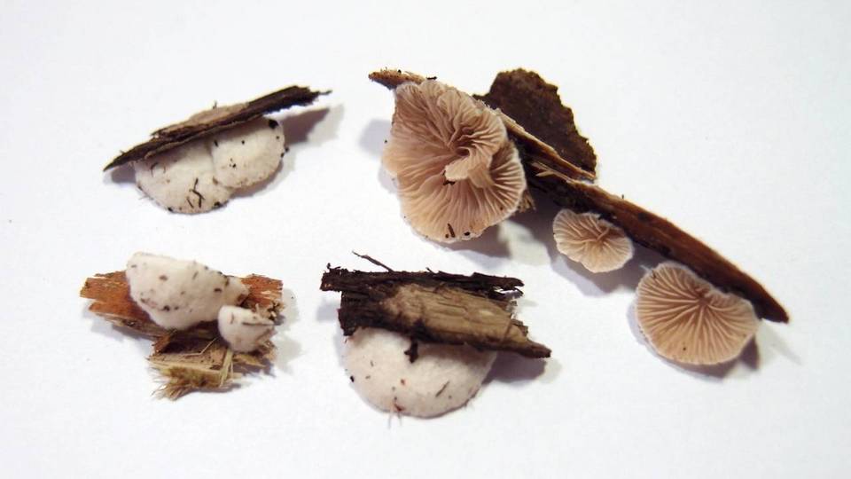 Crepidotus cesatii image