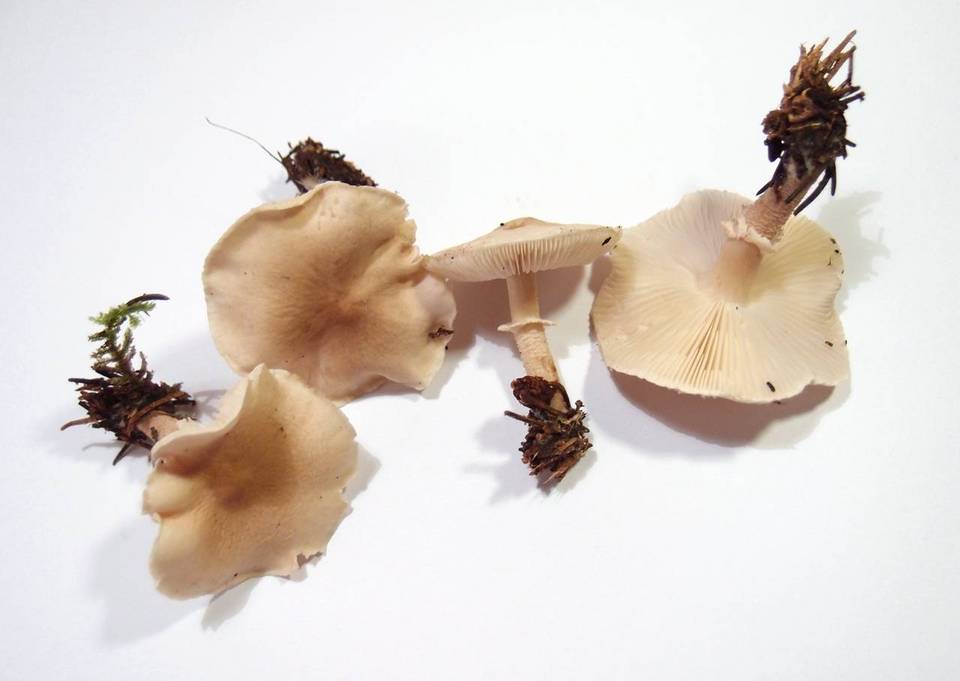 Cystoderma carcharias image