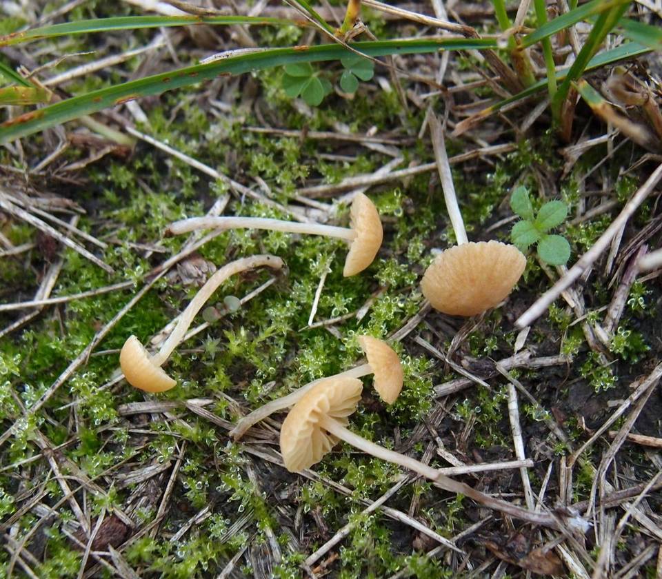 Galerina graminea image