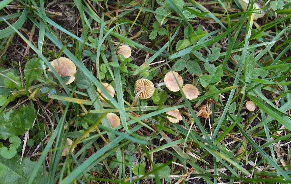 Galerina graminea image