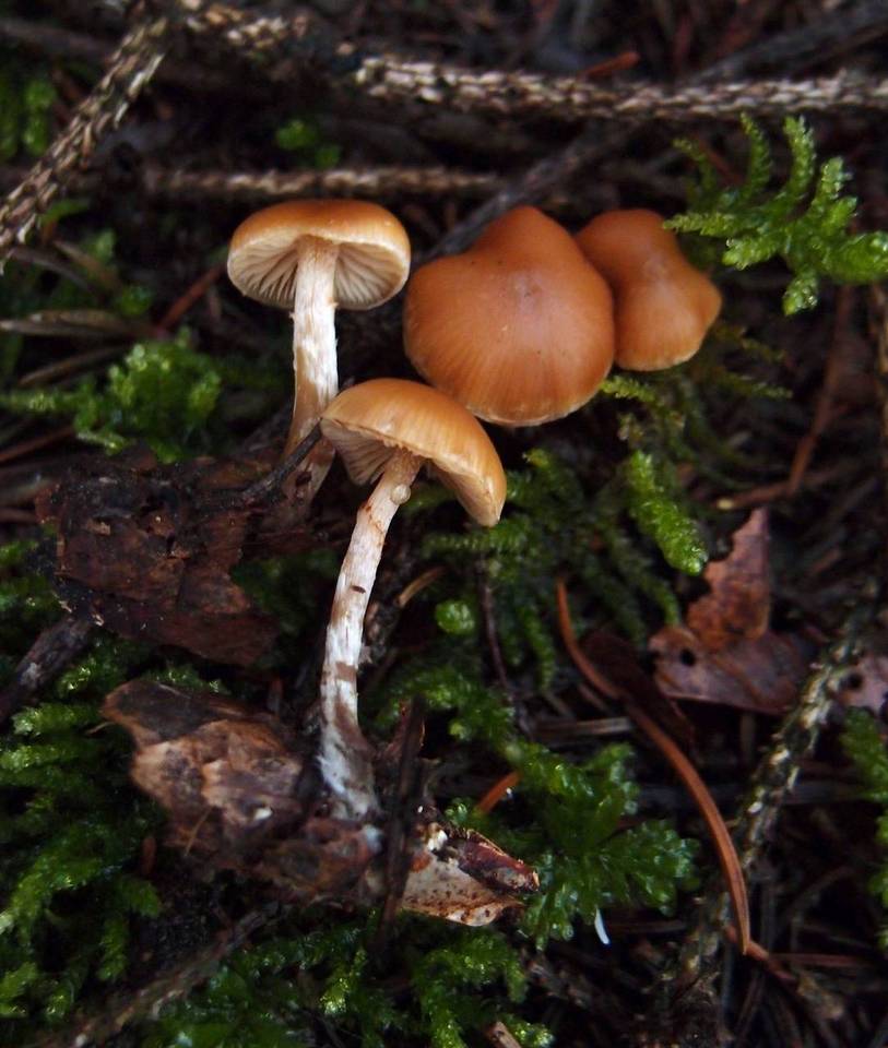 Galerina uncialis image