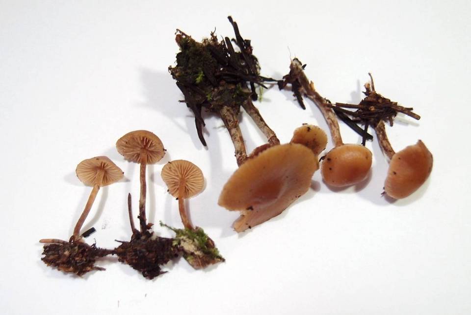 Galerina uncialis image